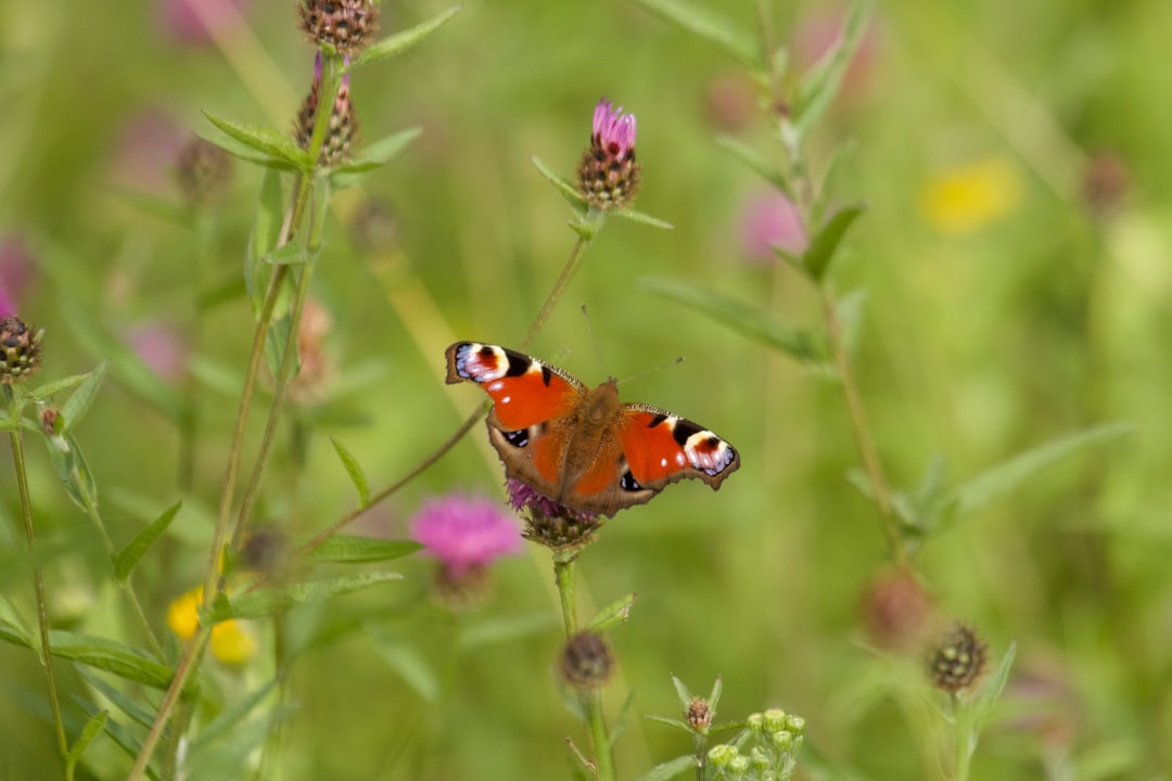 a butterfly sitting on top of a purple flower